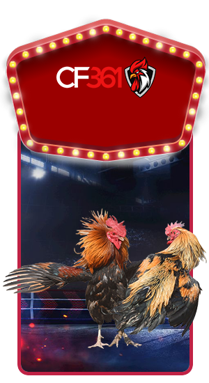 CF361 COCKFIGHTING