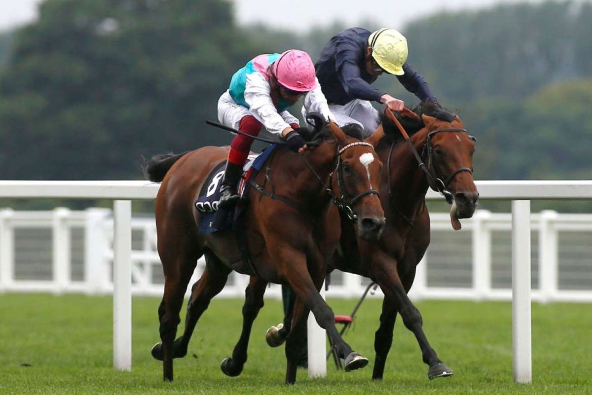 Horse Race